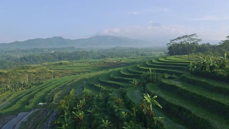 Vista-De-Drones-De-Campos-De-Arroz-En-Terrazas-Con-Colinas-Y-Montañas-En-El-Horizonte