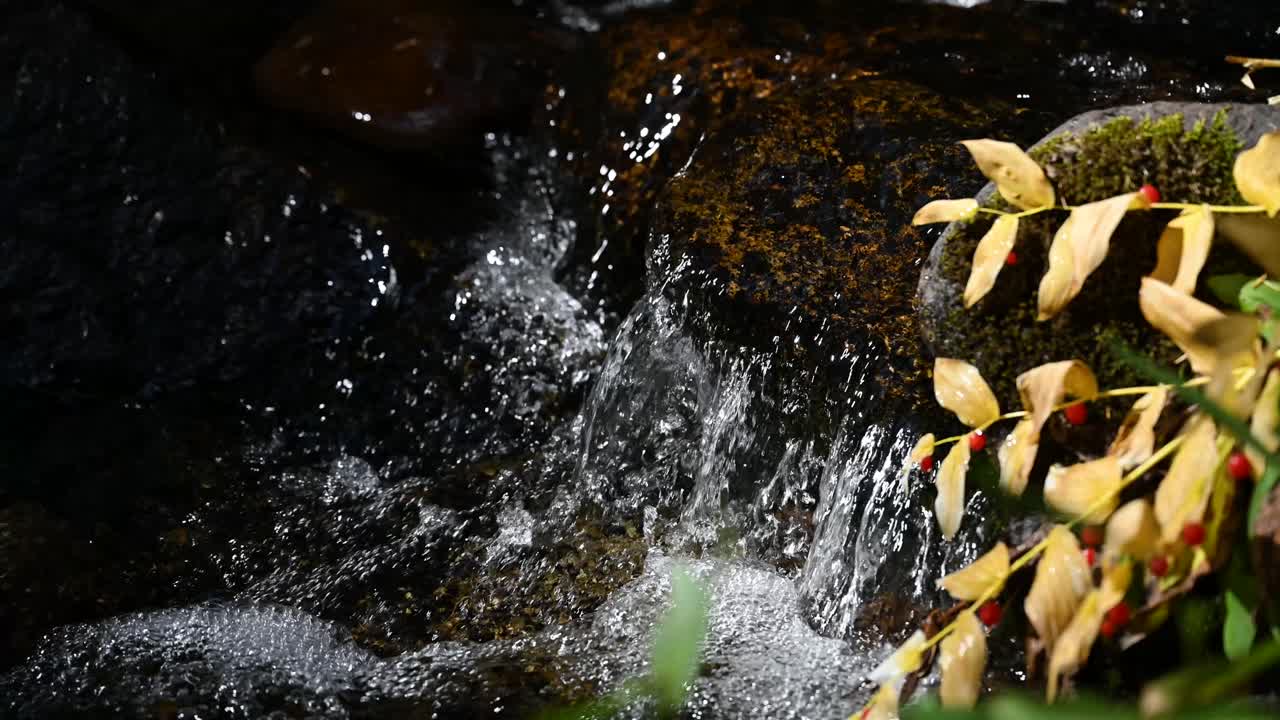 Mountain stream with fall leaves changing color in Colorado, Close Up