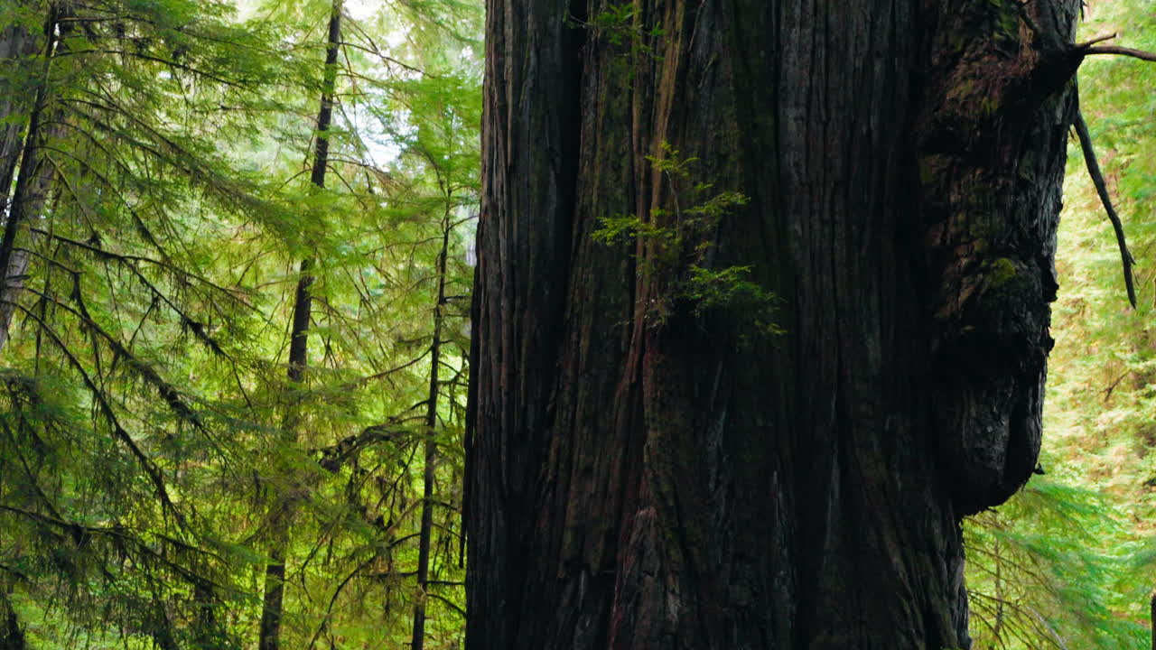 Unione tra i giganti: una madre e i suoi figli nella foresta di sequoie