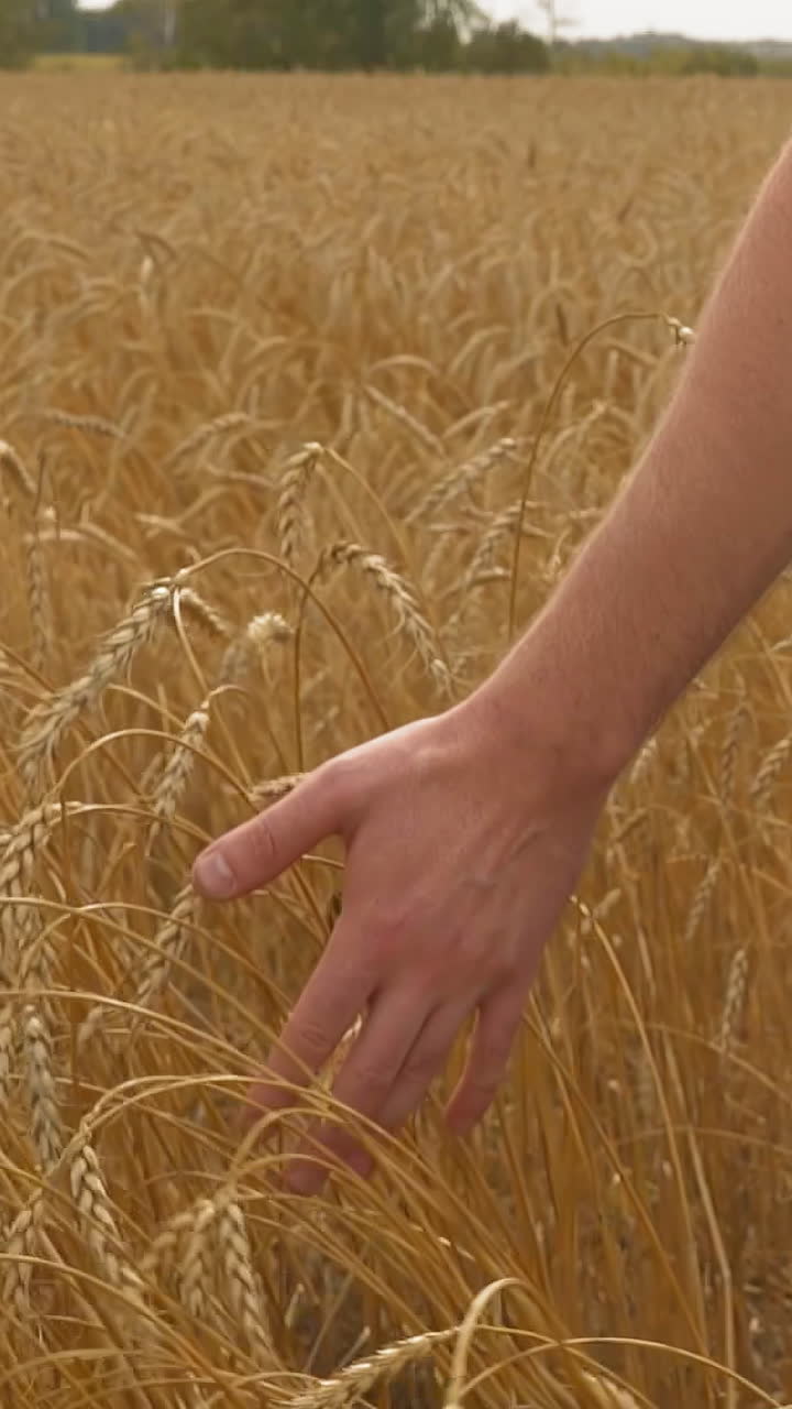 Horticulturist walks between golden wheat spikelets in field on summer day closeup. Farmer happy of cereals harvest at farmland. Picturesque scene
