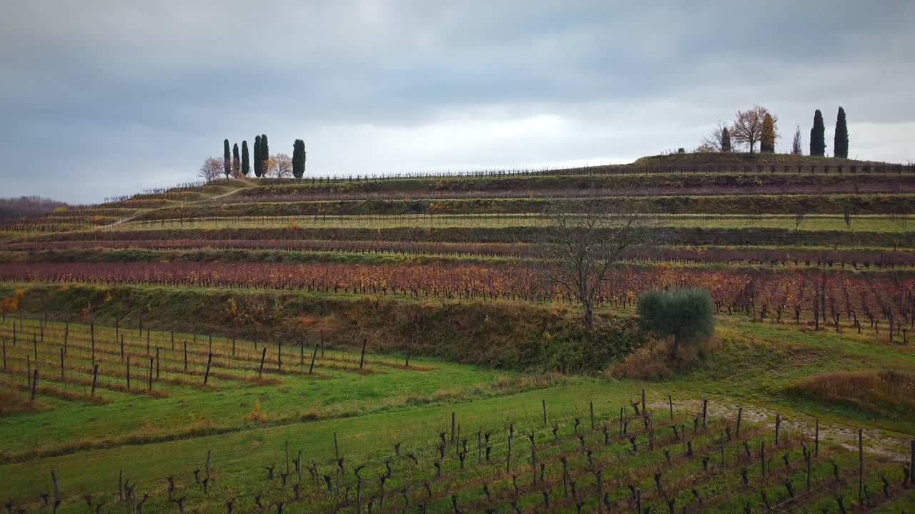 Volando basso sopra giovani viti, in un campo coltivato nella stagione autunnale.