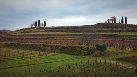 volando a baja altura sobre los retoños de viñedos, en el campo de cultivo en la temporada de otoño