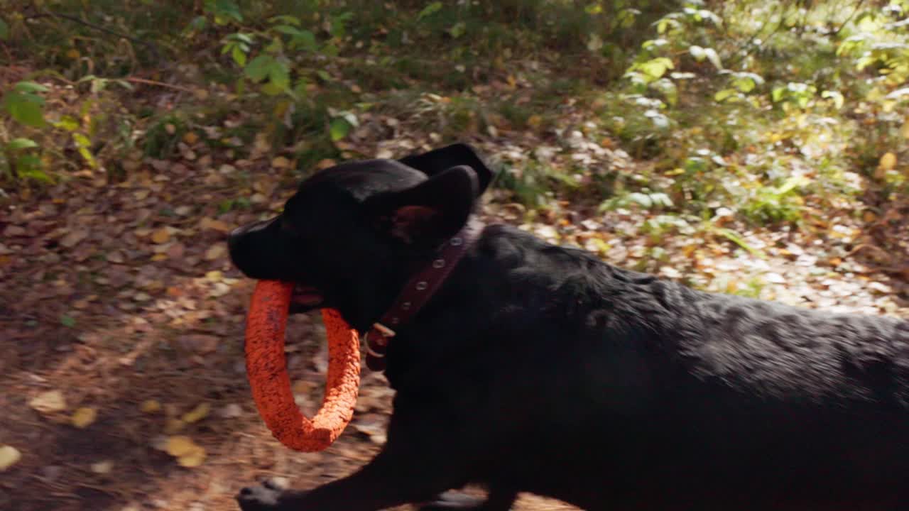 Cane nero che corre e gioca con un giocattolo arancione in una foresta autunnale