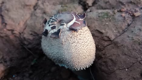 Close-up-zoom-in-shot-of-ostiole-of-common-puffball-in-nature