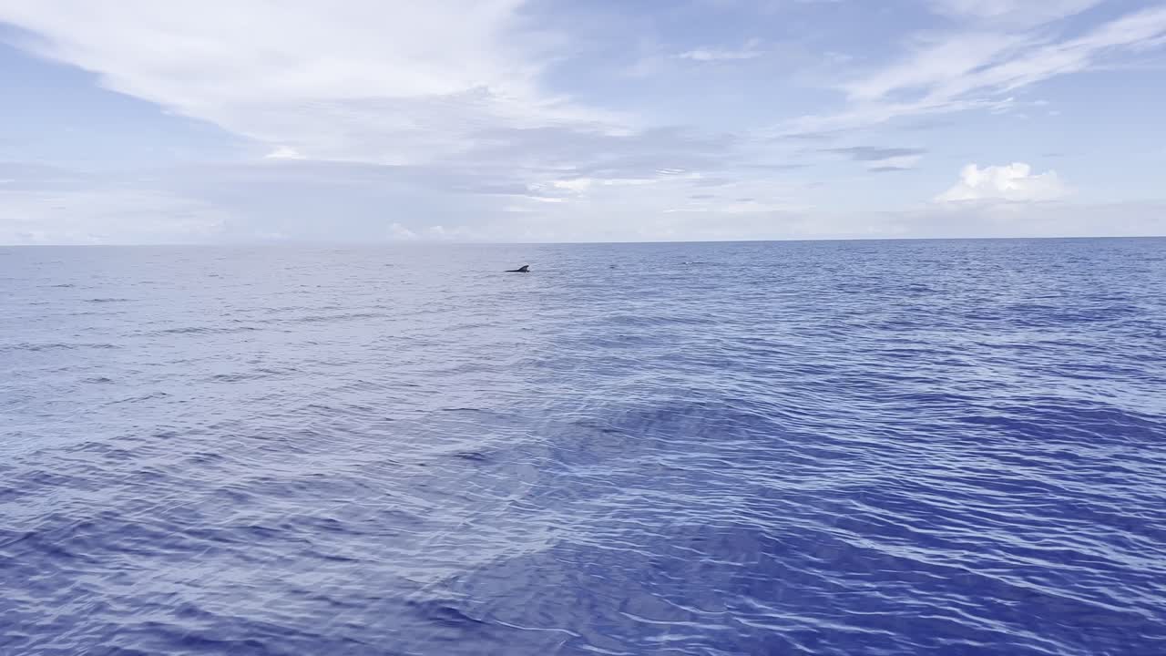 깊은 푸른 바다와 푸른 하늘의 표면에 휴식을 취하고 있는 조종 고래의 작은 을 향해 천천히 움직입니다.