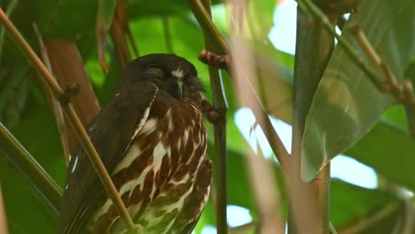 lechuza marrón, ninox scutulata