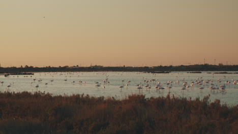 hermosa puesta de sol italiana en el valle de comacchio con flamencos volando sobre una salina