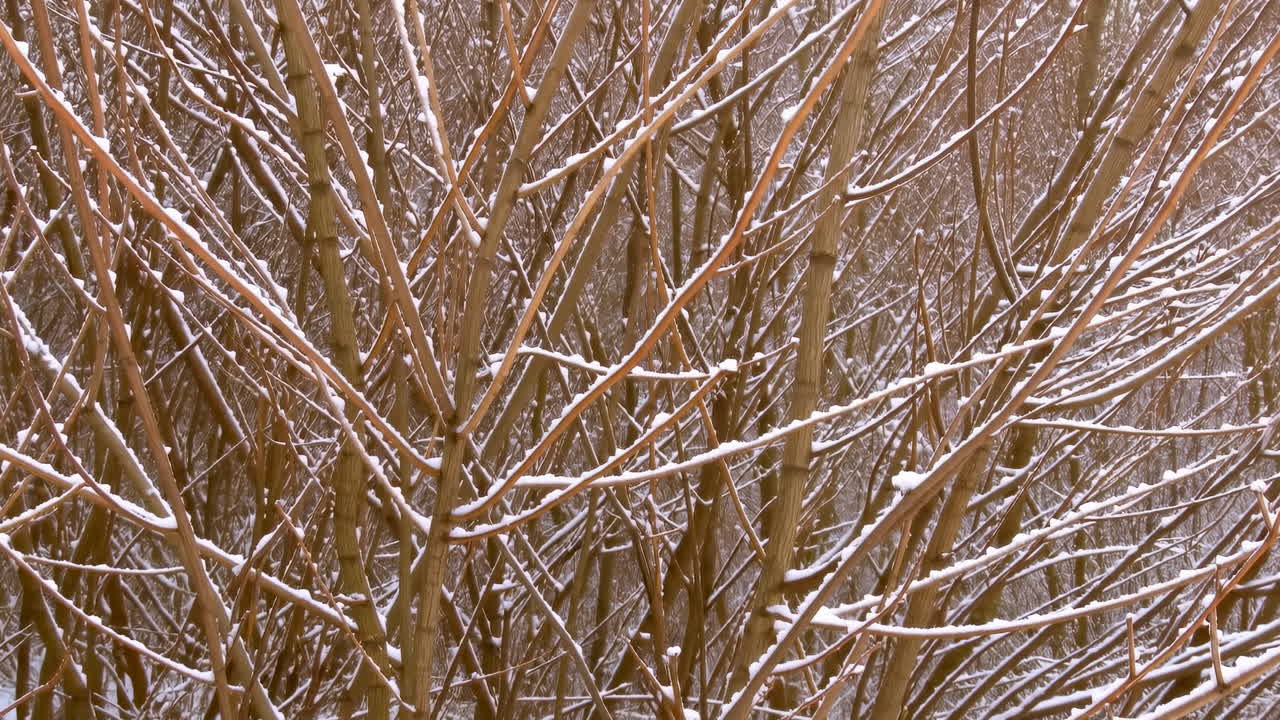 Snow Dusted Branches In Winter Thicket, Closeup Of Leafless Brown Twigs With Fine Frost Coating, Soft Muted