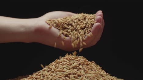 hand pouring rice grains flies down in slow motion, black background