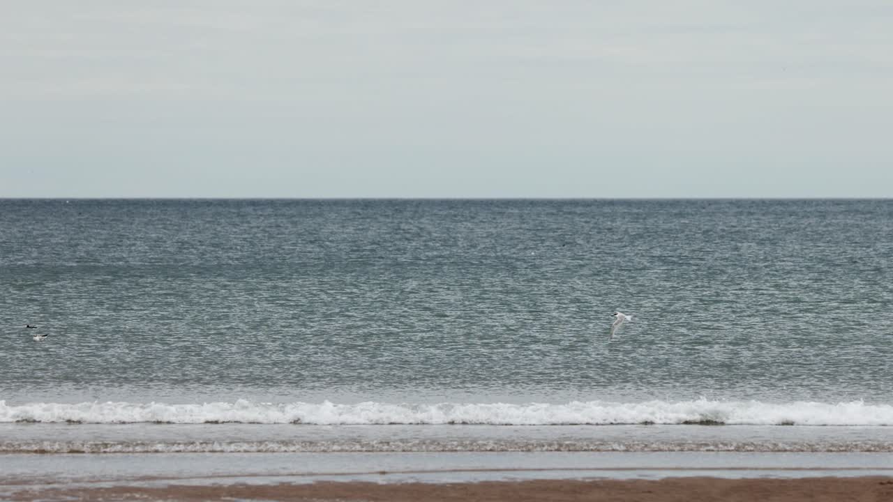 An Arctic Tern swiftly dives toward the North Sea from above, captured in a wide, static shot on a cloudy day at Carnoustie, Scotland