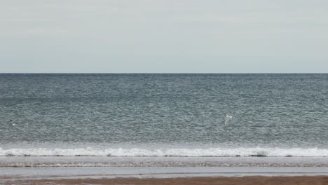an arctic tern swiftly dives toward the north sea from above, captured in a wide, static shot on a cloudy day at carnoustie, scotland