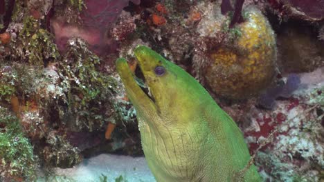 la morena verde cerca de cozumel méxico, mar del caribe