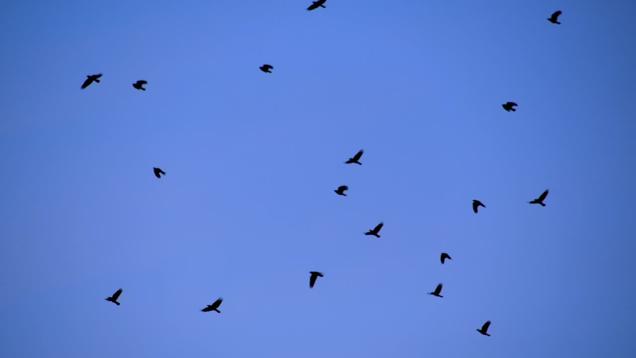 은 파란 하늘 을 향해 날아다니는 새 들 의 무리