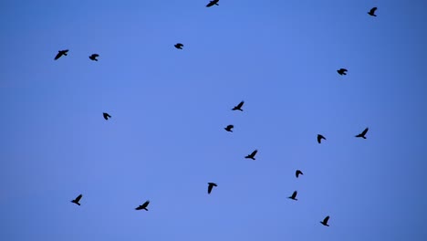 una bandada de pájaros volando contra un cielo azul claro