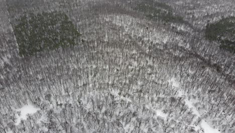 Luftaufnahme-Des-Waldes-In-Der-Kalten-Jahreszeit