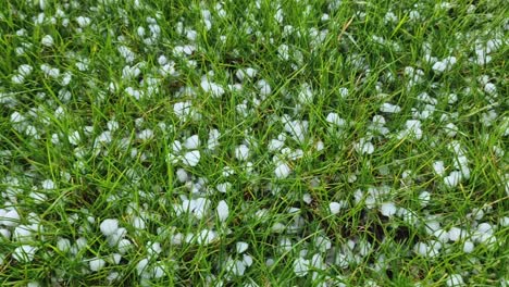 Panoramic-view-of-hailstorm-with-hailstones-on-green-grass-garden-in-spring