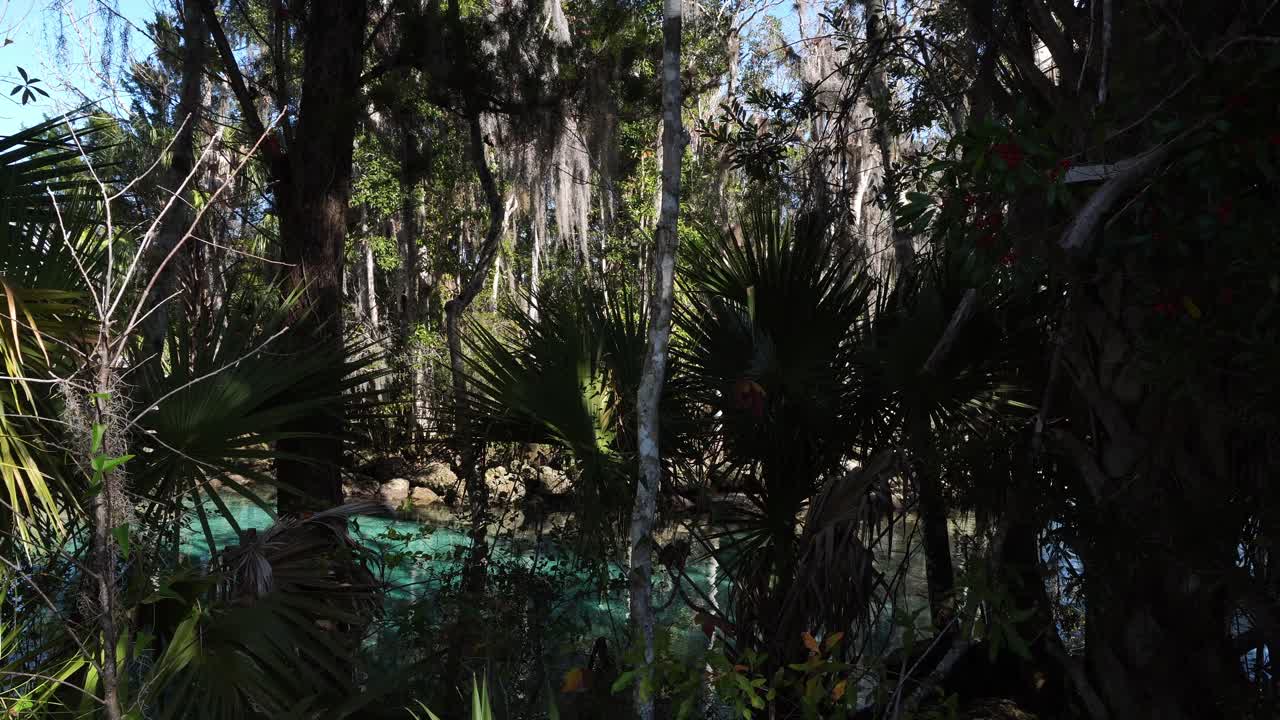 La vegetación tropical de varias especies crea una hermosa vista digna de contemplar. Al fondo, aparece un lago con zonas de luz que brillan a través de él.