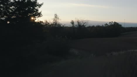 dron volando más allá de los árboles en el borde del campo