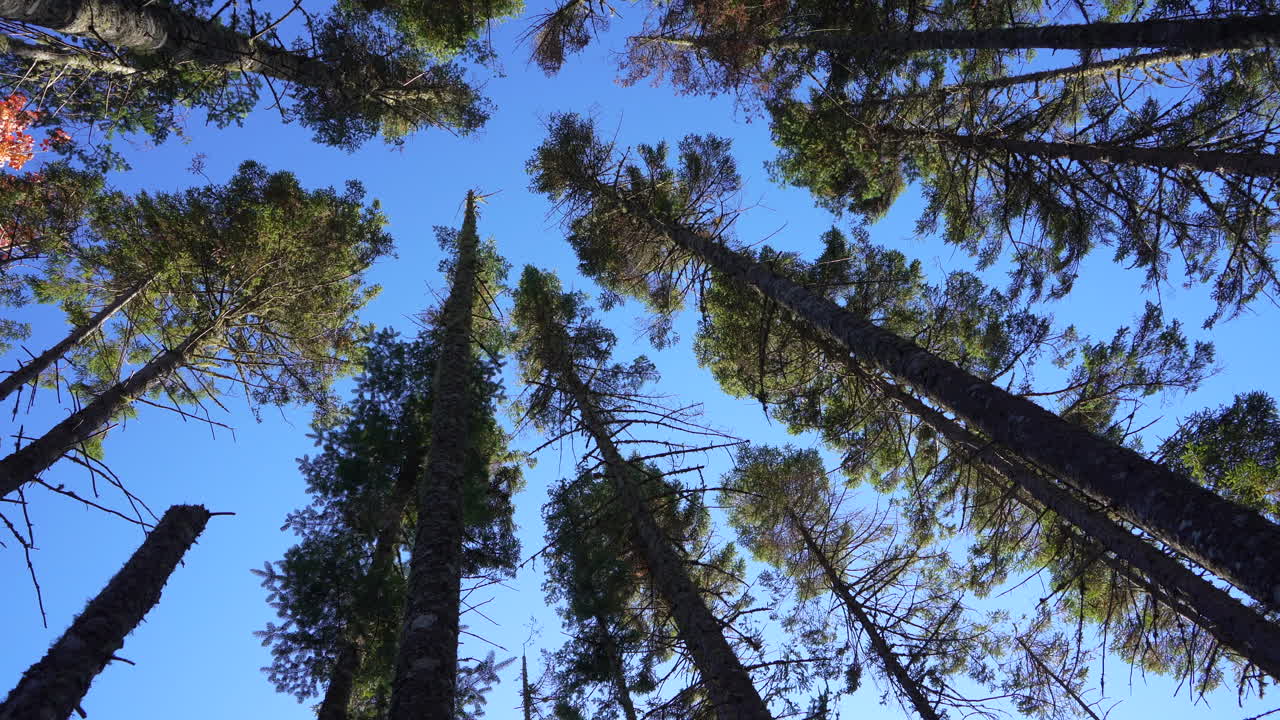 Ground view looking up at tall conifers swaying in the wind in Mauricie, Quebec, Canada. Autumn light highlights the trees and vibrant forest canopy