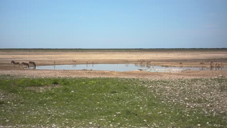 wide of multiple african animals around a pond