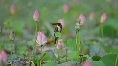 Weißkehl-Eisvogel-Auf-Einer-Lotusblume-Vor-Naturhintergrund