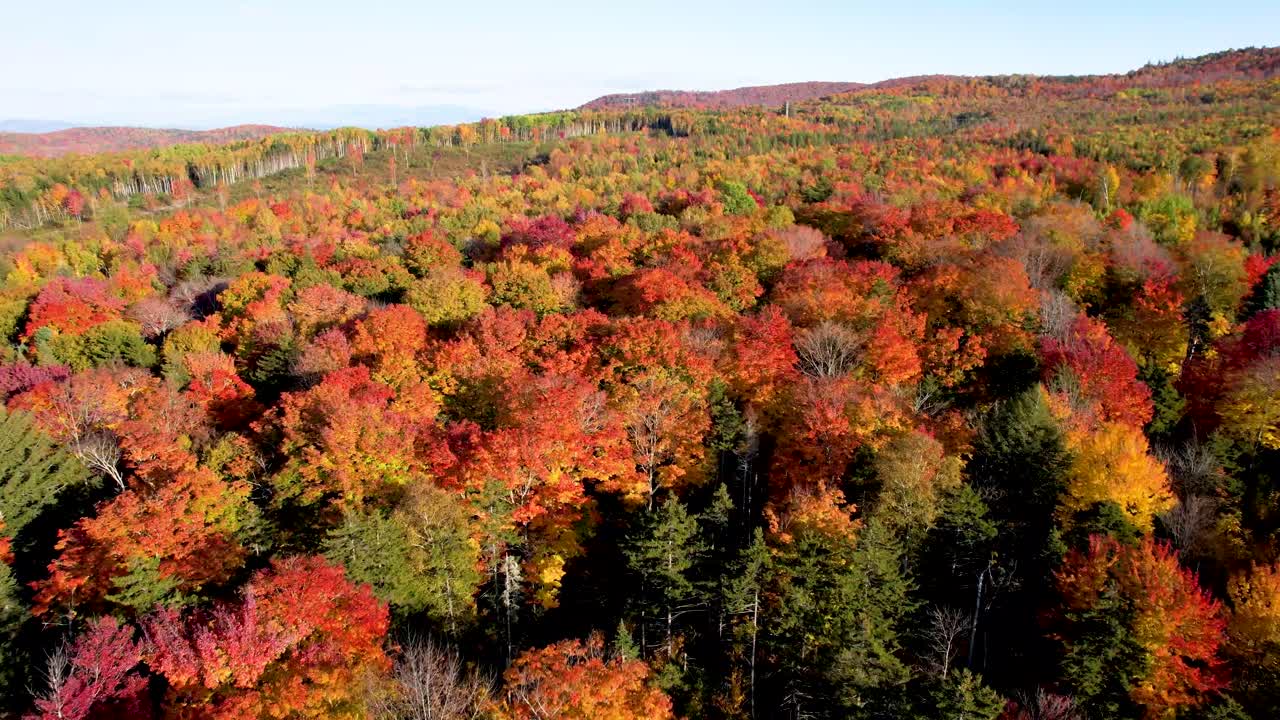 vista aérea de hojas de otoño brillantes en el bosque de vermont durante octubre