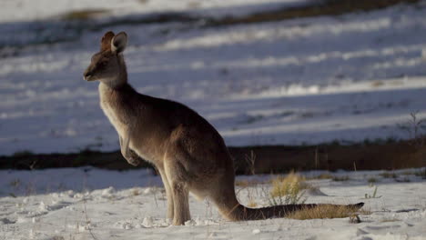 australia nevado canguro azulejo lago jindy montañas roos hermosa animal maravilloso por taylor brant película