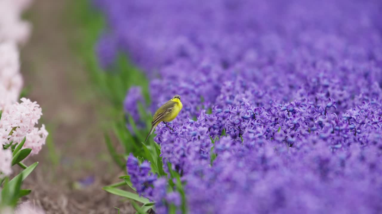 pájaro amarillo entre las jacintas púrpuras