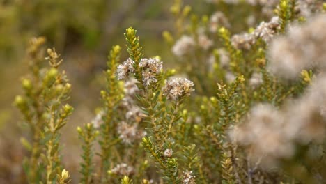 close up of cottonwood shrub in south island, new zealand