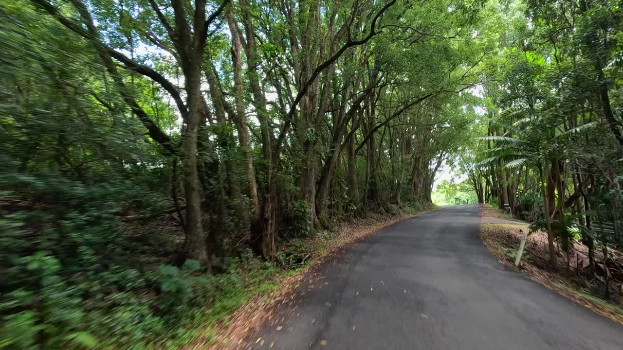 A serene drive along a tree-lined road with vibrant greenery and natural light filtering through the canopy