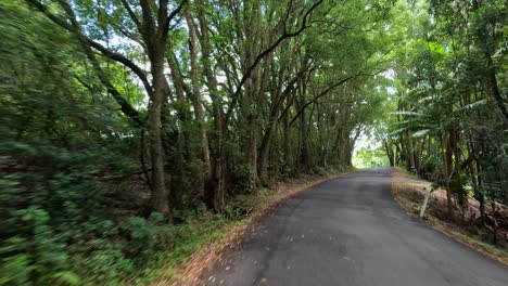 a serene drive along a tree-lined road with vibrant greenery and natural light filtering through the canopy