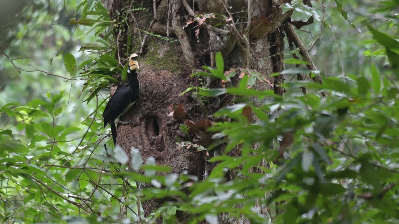 mirando a sus alrededores, un antracoceros albirostris está descansando en el lado de un árbol alto dentro del parque nacional de khao yai, un sitio de patrimonio mundial en tailandia