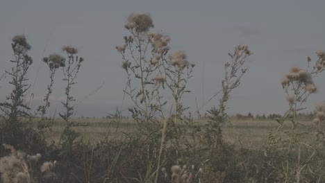 blue - purple thistle stands in the grass - 2 - log footage