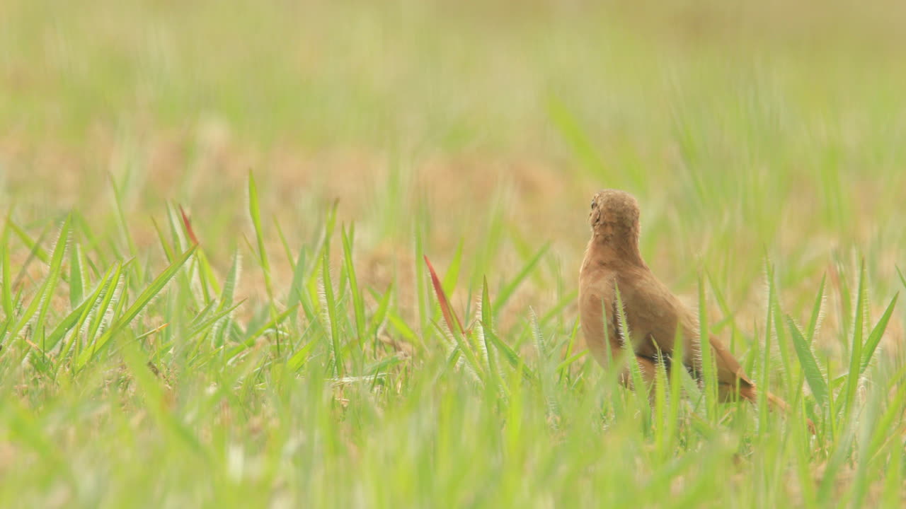 rufous hornero pájaro en la hierba mira a su alrededor y agarra un pequeño insecto