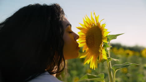 sunflower in a field