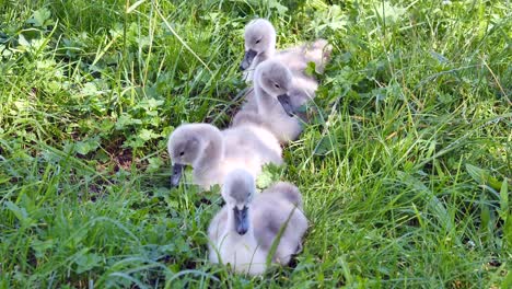 group of baby swans sitting in meadow and eating grass during beautiful summer day,close up