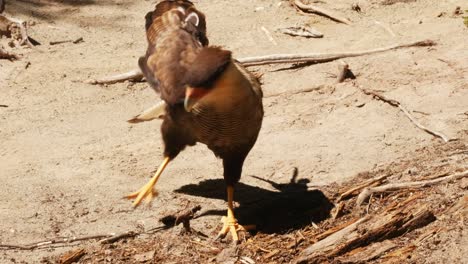 Cóndor,-El-Ave-Más-Grande-De-Los-Andes-Sudamericanos-En-Un-Paisaje-árido-Bajo-El-Sol,-Buitre-Volador-De-Cerca