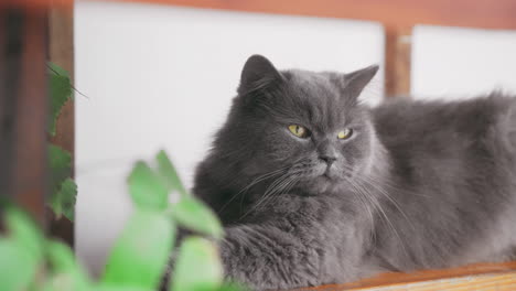 Kitty-Cat-Lounging-and-Relaxing-by-the-Window