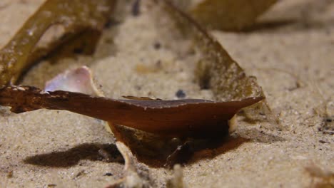 Ein-Kakadu-Wespenfisch,-Getarnt-Als-Blatt,-Das-In-Der-Meeresströmung-Schwankt