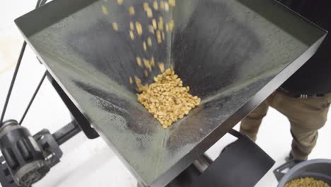 fresh coffee beans pour into the coffee peeling machine. high angle, close-up