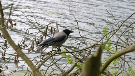 A-crow-sitting-on-a-branch-against-the-backdrop-of-a-lake