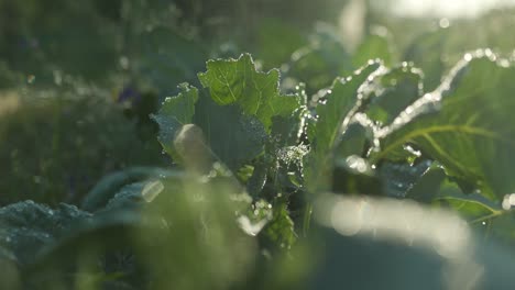 Watering-the-garden-during-the-hot-summer