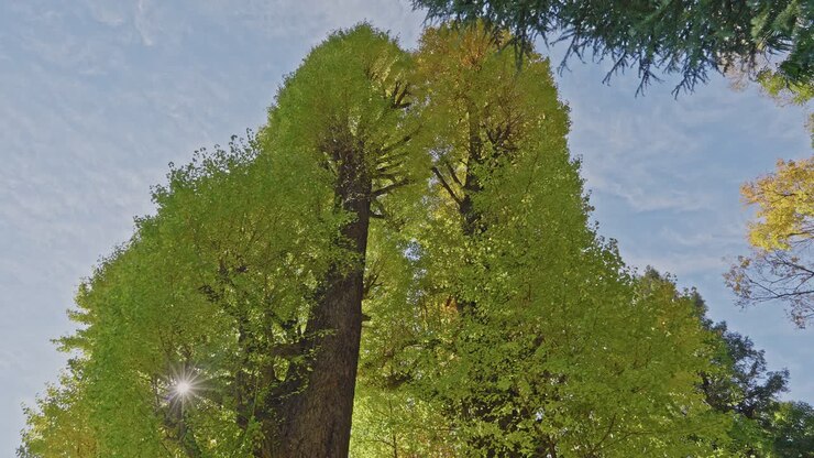 Guardando verso l'alto l'imponente tronco di un gigantesco ginkgo secolare, con un cielo luminoso e soleggiato sullo sfondo