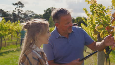 Male-Owner-Of-Vineyard-With-Digital-Tablet-And-Female-Worker-Checking-Grapes-In-Field-At-Harvest