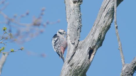 White-backed-woodpecker-pecking-at-tree,-making-noise-in-spring-mating-season