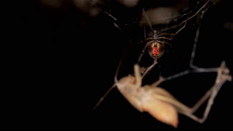 red back spider suspended in web with dead prey in out of focus foreground