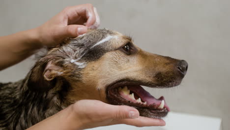 close up view of a dog in the buthtub