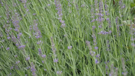 el campo de lavanda