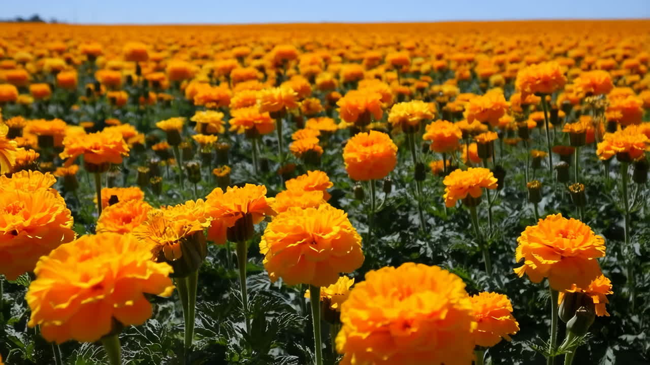 A vast field of vibrant orange flowers under a clear blue sky