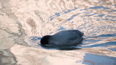 Eurasisches-Blässhuhn,-Das-Algen-Auf-Einem-Teich-Bei-Rosafarbenem-Sonnenuntergang-Frisst---Detaillierte-Nahaufnahme